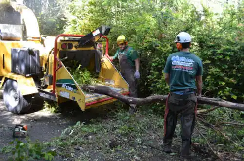 tree services Naples Park